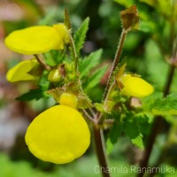 Calceolaria tripartita Ruiz & Pav.